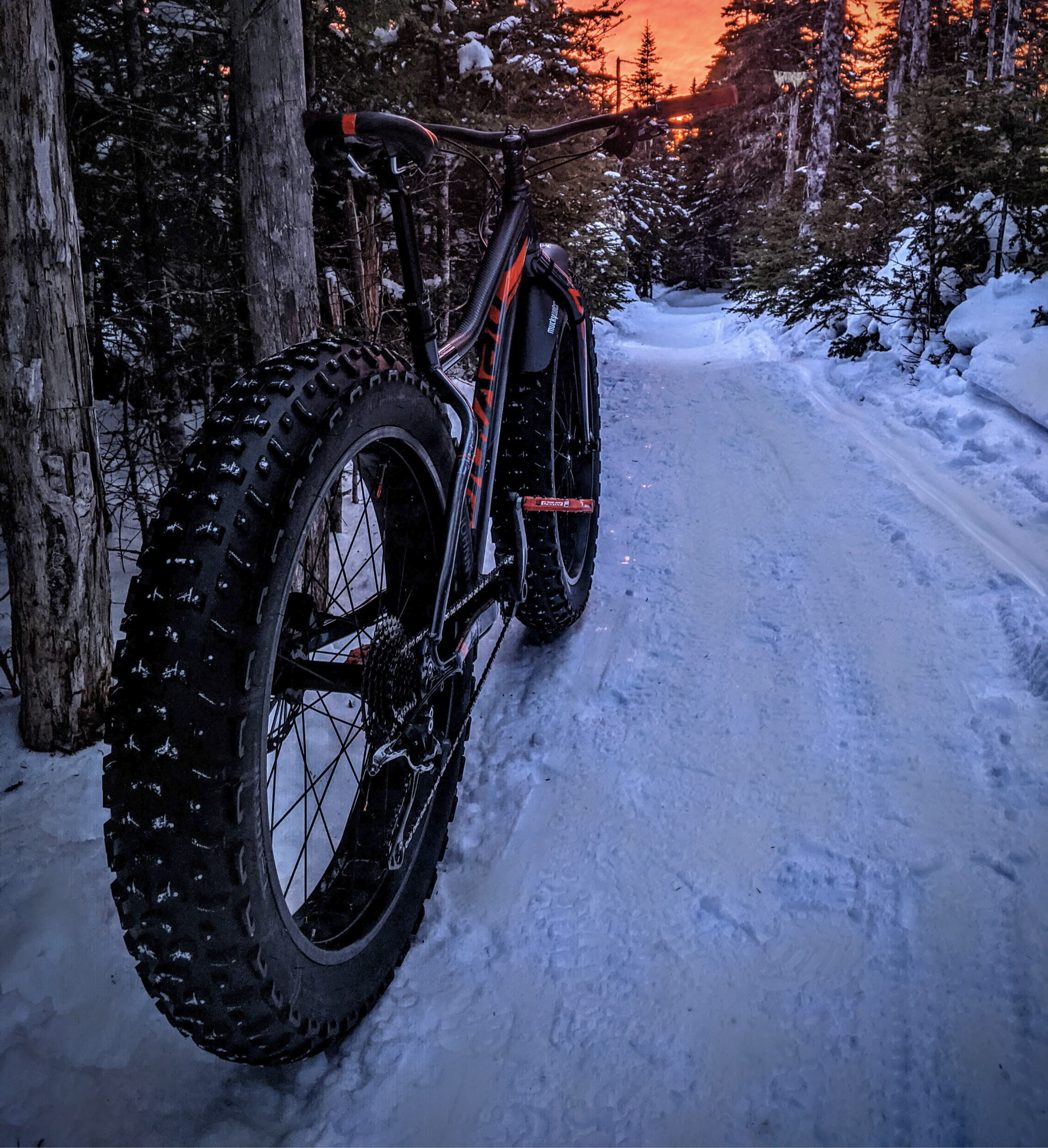 Night grooming in Three Pond Barrens